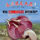 民樂紫皮大蒜甘肅民樂紫皮大蒜頭干蒜5斤裝農(nóng)家紅多瓣三丫獨(dú)頭蒜種籽10非山東 6公分以上 1500g