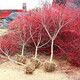 濱淇紅楓樹(shù)苗紅楓小苗彩色庭院綠化盆栽/紅楓苗地徑3公分1棵源頭直發(fā)