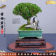 潮裕盆景黃楊盆景精品矮霸老樁造型真樹室內(nèi)花卉綠植盆栽客廳陽臺玄關(guān)擺件 黃楊盆景107 帶盆栽好