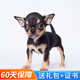 玄寵吉娃娃犬幼犬幼崽純種寵物狗狗吉娃娃狗小型犬 寵物級(jí) 公