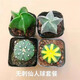 種花迷實生仙人球無刺星兜西瓜兜小南瓜鸞鳳玉五指山多肉萌肉盆栽 四兄弟 原盆原土發(fā)