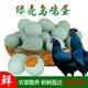 宛味寶農家綠殼土雞蛋新鮮烏雞蛋笨雞蛋多規格散養破包賠 40枚初產(chǎn)綠殼烏雞蛋