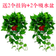 長藤綠蘿盆栽室內(nèi)花卉大葉綠籮水養(yǎng)盆景桌面辦公客廳水培垂吊綠植 紅盆2盆藤長30cm左右?guī)? title=