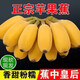 廣西蘋果蕉【產(chǎn)地直發(fā)】新鮮香蕉自然熟香芭蕉香甜粉糯現(xiàn)摘現(xiàn)發(fā) 產(chǎn)地直發(fā) 5斤