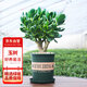 花行榜玉樹(shù)老樁大株盆栽多肉植物室內綠植 30-40cm高含加侖盆源頭直發(fā)