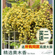 壹植黃木香花苗爬藤植物花卉重瓣白木香樹(shù)苗薔薇四季開(kāi)花庭院大苗盆栽 精選黃木香50-70cm中苗*買(mǎi)二送一 不含盆