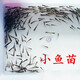 【火熱促銷(xiāo)】活體飼料喂烏龜小魚(yú)苗小魚(yú)活體活小魚(yú)飼料魚(yú)一厘米 喂龜小魚(yú) 50條 2-4厘米