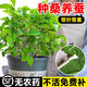臨雅桑樹(shù)活苗桑葉樹(shù)苗盆栽養蠶食用大葉桑葚室外庭院南北方四季種綠植 帶葉帶土 養蠶大果桑樹(shù)40-60cm