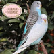 朗繽 鸚鵡活體鳥(niǎo)活物虎皮鸚鵡寵物活鳥(niǎo)玄鳳鸚鵡手養鳥(niǎo)會(huì )說(shuō)話(huà)幼鳥(niǎo)幼崽 藍色虎皮+白色虎皮（一公一母）