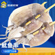跑山密水農(nóng)家鐵板大魷魚串燒烤串火鍋油炸食材水產(chǎn)商用鮮活冷凍半成品海鮮 魷魚串180g*10串
