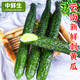 中鮮生云南現(xiàn)摘菜黃瓜小黃瓜新鮮小青瓜蔬菜生鮮水果生吃 刺黃瓜 云南刺黃瓜 5斤
