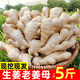 新鮮農(nóng)家現(xiàn)挖小黃姜老黃姜當(dāng)季月子姜新鮮帶泥姜母姜種子蔬菜整箱 碎姜母 3斤 【凈重2.5-3斤】