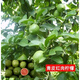 香水檸檬樹(shù)苗盆栽嫁接四季綠植帶花果苗室內陽(yáng)臺庭院地栽花卉植物 青皮紅肉檸檬三年苗 40cm(含)-50cm(不含)