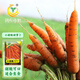 鳳鳴雅世手指迷你小胡蘿卜種籽四季蔬菜種孑菜籽菜種小脆甜胡蘿卜種子10克