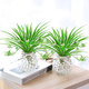 金邊吊蘭水培植物盆栽室內(nèi)綠植花卉好養(yǎng)植物四季客廳清新空氣花草 大棵金邊吊蘭【兩棵】含玻璃花瓶 不含盆