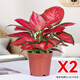 富貴紅如意皇后室內盆栽植物凈化空氣開(kāi)業(yè)喬遷吉利綠植好養盆景 富貴紅不帶盆2盆 帶盆栽好