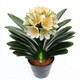 帶盆帶土6年大苗綠植盆栽室內(nèi)精品花卉君子蘭花苗花卉室內(nèi)花卉鮮花花卉室內(nèi)盆景盆栽綠植君子蘭苗素顏 德爾8-10片帶盆帶土