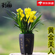 劉閣蘭花超香蘭花四季蘭 黃金美人 夏帶花苞出售濃香大花綠植花卉 2苗連體裸根，加盆土肥套餐