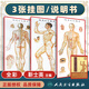 正版 針灸穴位掛圖 *5版 靳士英 金完成 靳樸主編 針灸穴位人體掛圖 經(jīng)絡(luò) 穴位 中醫(yī)學(xué)養(yǎng)生書(shū)籍 人民衛(wèi)生出版社