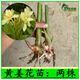姜花苗 鳶尾花 美人蕉 風(fēng)雨蘭 盆栽花卉 盆景綠植物 姜花 種苗 黃姜花苗兩株 不含盆