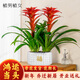 植男植女鴻運(yùn)當(dāng)頭年宵花大紅星室內(nèi)客廳桌面綠植盆栽四季開花好養(yǎng)源頭直發(fā)