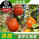 黃忠文三紅柚子苗紅皮紅心柚苗新品種純正嫁接暹羅紅柚果樹(shù)苗庭院種植果樹(shù)耐寒品種南方北方種植帶葉子發(fā) 暹羅紅柚嫁接2年苗（高60-80cm）