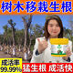 壟穎大樹(shù)移栽生根粉快速生根劑果樹(shù)樹(shù)木移栽扦插專(zhuān)用生根粉大樹(shù)營(yíng)養液 樹(shù)木生根粉【2桶】