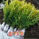 綠化苗金葉女貞樹苗小葉女貞冬青衛(wèi)矛小區(qū)園林樹苗工程苗木批發(fā) 金葉女貞 40-60高20顆