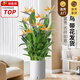 嘆為觀(guān)止大型植物發(fā)財樹(shù)各種大顆盆栽開(kāi)業(yè)喬遷客廳辦公室內好養大型花卉 富貴鳥(niǎo)【1-1.2米】 含盆