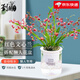 劉閣蘭花奶香味夢香蘭 現(xiàn)帶濃香花苞出售 香水文心蘭花卉綠植盆栽跳舞蘭 2盆紅色夢香帶4支生花劍帶懶人盆