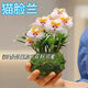 香雪蘭花種球盆栽濃香花卉大花蘭陽臺植物室內(nèi)花卉綠植四季開花 混色養(yǎng)植品種全四季開花+濃香 六顆花期二百六十天+水土可養(yǎng)