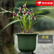 劉閣蘭花蘭花苗 四季蘭名貴名品紅素花 赤誠(chéng) 現(xiàn)帶花苞出售高檔花卉盆栽 2苗連體裸根帶花苞