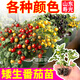 康和豐盆栽矮生番茄苗櫻桃小番茄秧苗水果西紅柿種子四季陽(yáng)臺盆栽爆滿(mǎn)盆 【紅+黃】矮生番茄苗各3棵+10g肥
