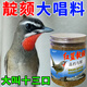 祥將靛頦鳥(niǎo)食紅靛藍靛通用增色提性養性大唱專(zhuān)用飼料手工鳥(niǎo)糧小顆粒 1瓶裝【500g】