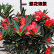 四季杜鵑紅山茶花盆栽帶花苞 庭院花卉老樁地栽名貴樹(shù)苗開(kāi)花杜鵑花杜鵑花盆栽盆景植物花卉盆栽過(guò)年開(kāi)花 1.5年【單枝條22cm ]1棵 含盆