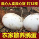 華旺【農(nóng)家自養(yǎng)】正宗農(nóng)家土鵝蛋新鮮土鵝蛋批發(fā)一箱孕婦寶寶70-90克 20枚