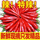農(nóng)大姐妹小米椒 新鮮特辣小米辣 農(nóng)家自種小紅辣椒 小米紅辣椒 新鮮小米辣 9斤現(xiàn)摘特辣