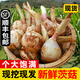 辰實(shí) 【順豐】茨菇新鮮 現挖農家白茨菇慈姑 白芽菇燕尾草 5斤