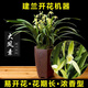 金邊蘭建蘭大圣荷可水培蘭花室內陽(yáng)臺花卉濃香好養易活綠植盆栽 建蘭大鳳素2壯苗裸根