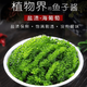 SMVP海葡萄鹽漬海葡萄新鮮活即食長壽菜海藻菜海菜壽司食用植物魚子醬 100g*12包海葡萄 配蘸料