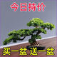 【買(mǎi)一發(fā)二】迎客松盆栽真樹(shù)室內陽(yáng)臺高檔花卉盆景松樹(shù)四季綠植物 超值推薦13年苗（買(mǎi)1發(fā)2）送肥+送育盆