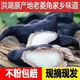 洪湖菱角新鮮老菱角粉糯蓮角黑菱角湖北特產(chǎn)菱角新鮮生棱角凌角 5斤