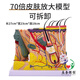美善模型醫(yī)學(xué)立體皮膚組織結(jié)構(gòu)放大模型人體層次構(gòu)造分層解剖模具整形頭皮 70倍皮膚放大-可拆款