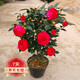 若綠茶花苗陽(yáng)臺庭院盆栽地栽山茶花四季紅茶花樹(shù)苗秋冬年宵綠植花卉 六角大紅 五年苗