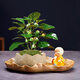 京云夢(mèng)小盼菩提樹(shù)盆栽帶果綠植物辦公室+蓮花盆+荷葉托盤(pán)源頭直發(fā)