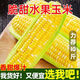 谷真【現(xiàn)摘現(xiàn)發(fā)】水果玉米10斤甜玉米嫩玉米新鮮玉米生吃爆漿整箱批發(fā) 水果玉米 帶箱9-10斤（精品裝）