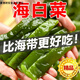 白創(chuàng  )唯鹽漬 裙帶菜梗海白菜梗涼拌菜整箱涼菜火鍋食材批發(fā)海藻 5斤裝裙帶菜?！境隹谫|(zhì)】