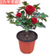 雅卉歐洲月季花苗庭院盆栽地栽藤本薔薇花苗月季爬藤植物四季循環(huán)開花 玫瑰苗 3年苗