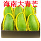 芒果新鮮海南大青芒三亞特大水果整箱金煌應季當季青芒果時(shí)令 5斤 精品大芒果