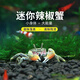 黑殼蝦活體觀賞花腰蝦除藻蝦辣椒蟹淡水魚草缸蝦蘋果螺清潔蝦工具 除藻迷你辣椒蟹6只包活5只